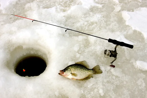 クラッピーの氷釣り — ストック写真