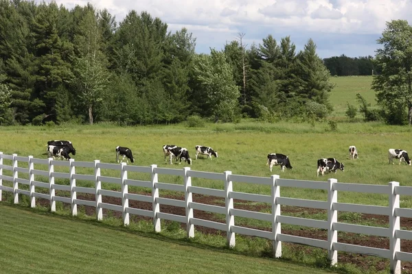 Holsteins laitiers avec clôture blanche — Photo