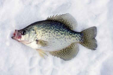 Crappie on ice clipart