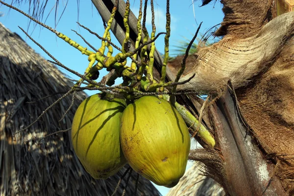 Ön kokosnötter — Stockfoto