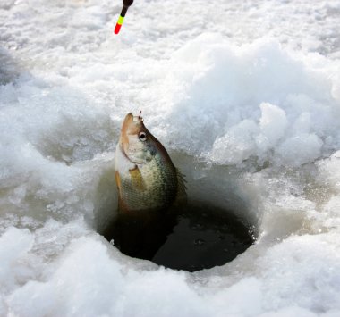 Crappie ice fishing clipart