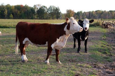 Hereford cows clipart