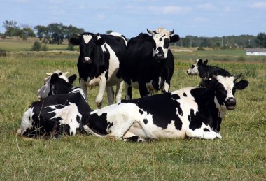 Young holstein herd clipart
