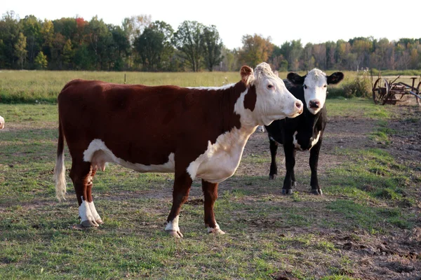 Херефордские коровы — стоковое фото