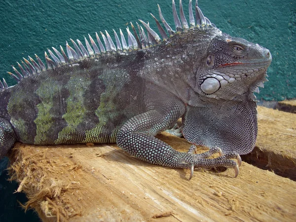 Iguana — Fotografia de Stock