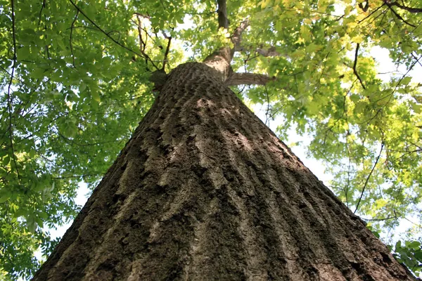 Giant oak tree — Stock Photo, Image