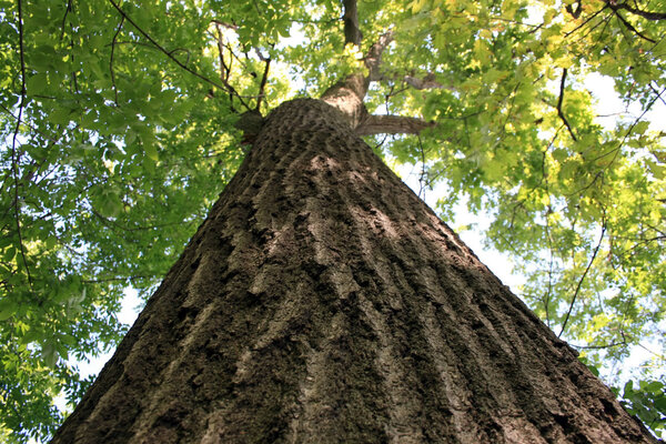 Giant oak tree