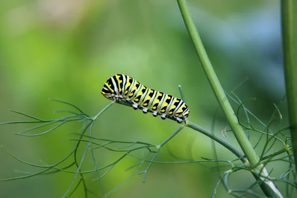 Swallowtail caterpillar, — Stock Photo, Image