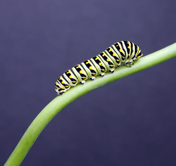 Swallow tail caterpillar — Stock Photo, Image