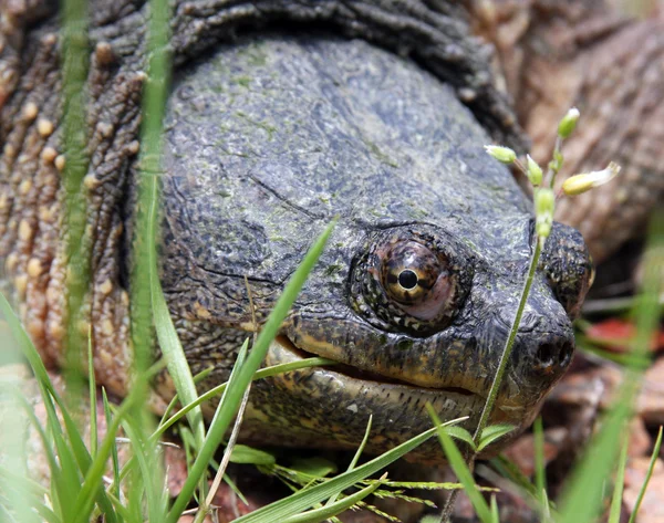 Головний постріл сліпучої черепахи — стокове фото
