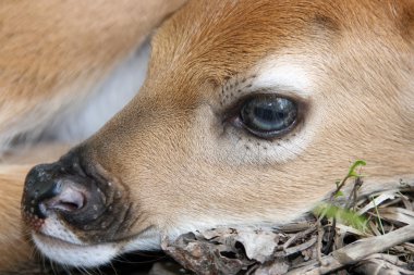 Newborn whitetail deer fawn clipart