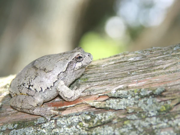 Šedá treefrog (hyla versicolor) — Stock fotografie