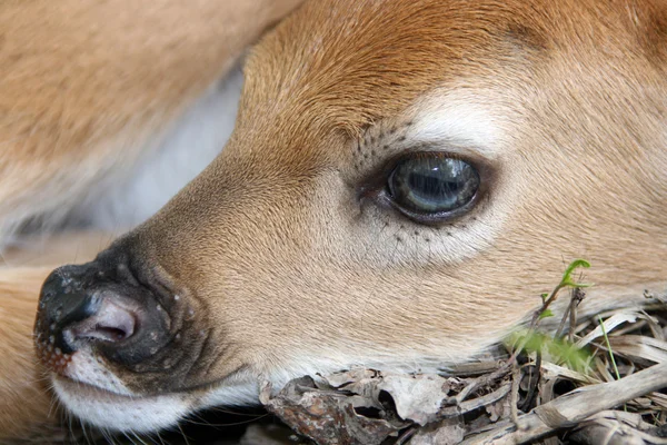 Newborn whitetail deer fawn — Stock Photo, Image