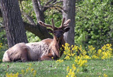 Elks antlers in velvet clipart