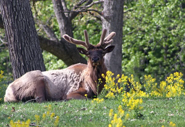 Elks antlers in velvet — Stock Photo, Image