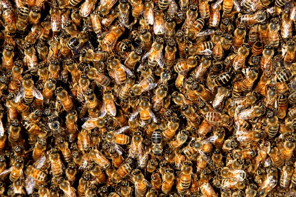 Honingbij zwerm achtergrond — Stockfoto