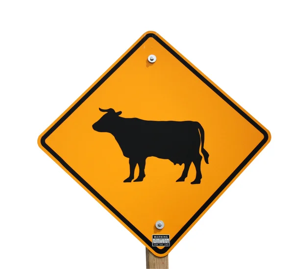 牛越过隔离的标志 — 图库照片