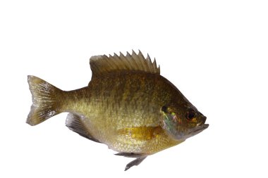 Bluegill isolated clipart