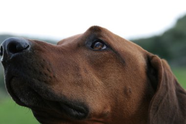 kahverengi köpek yüzlü, labrador