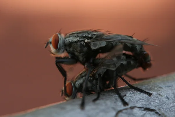 stock image Flies mate, macro