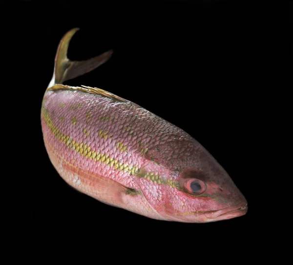 黄尾鲷鱼 — 图库照片