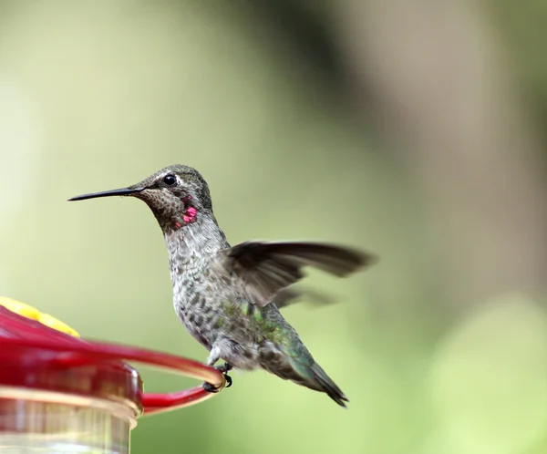 stock image Ruby-throated hummingbird on feeder