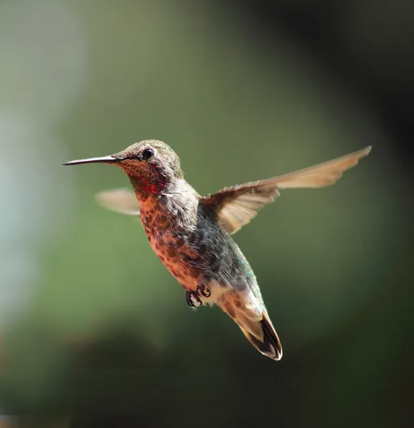 Hummingbird hovering — Stock Photo, Image