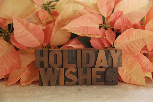 Poinsettia holiday wishes — Stock Photo, Image