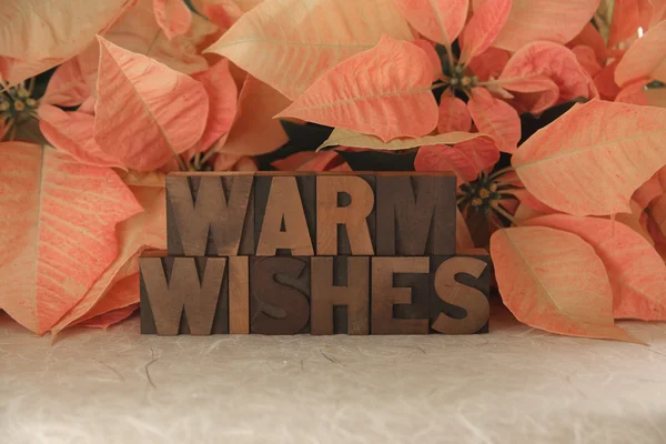 Poinsettia warm wishes — Stock Photo, Image