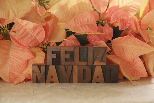 Поінсеттіа feliz navidad — стокове фото