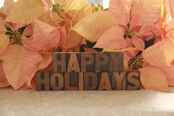 Poinsettia happy holidays — Stock Photo, Image