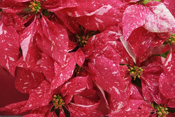 Röda julstjärnor med rosa — Stockfoto