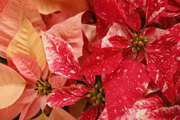 Stock image Red and pink Christmas poinsettias