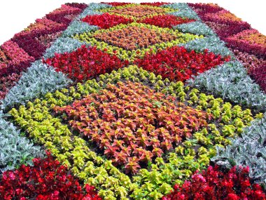 Flower bed clipart