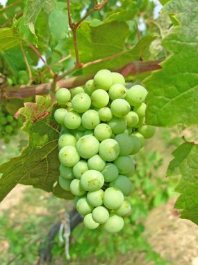 Viticulture clipart