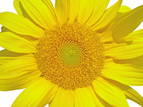 Excellent sunflower — Stock Photo, Image