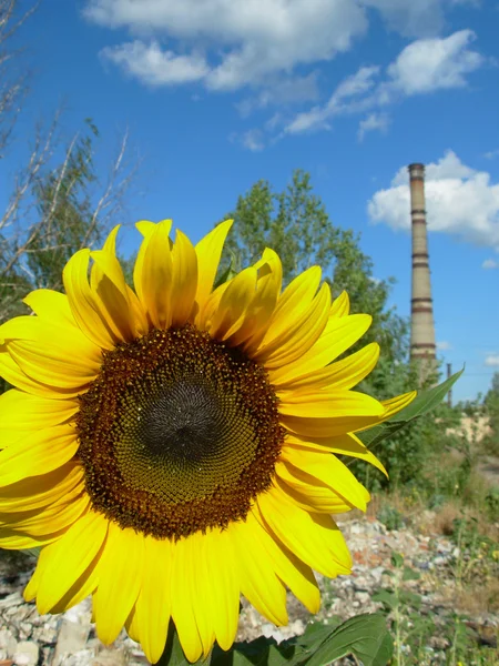 Sonnenblume und Kraftwerk — Stockfoto