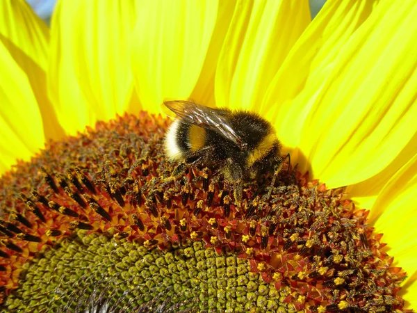 大黄蜂在工作μέλισσα κατά την εργασία — Φωτογραφία Αρχείου
