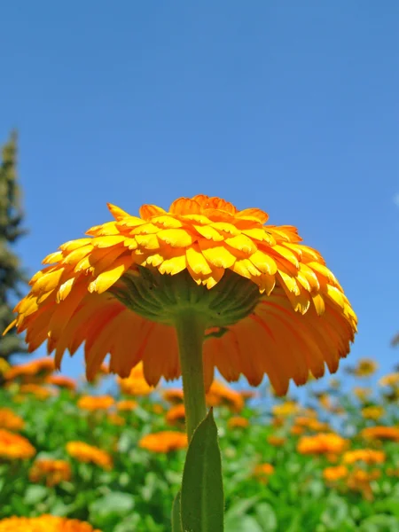 Doğal sarı çiçek — Stok fotoğraf