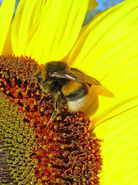 Bumblebee no trabalho — Fotografia de Stock