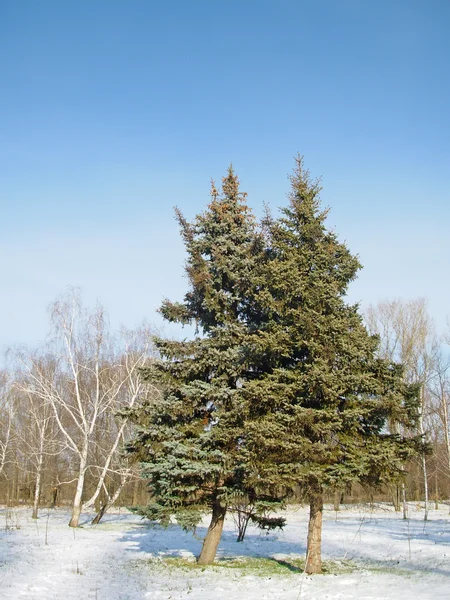 Dos pinos verdes — Foto de Stock