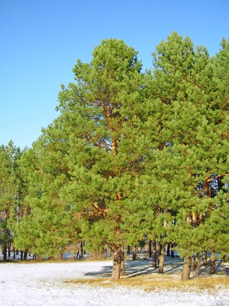 Green pines — Stock Photo, Image