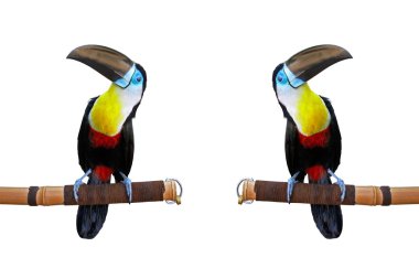 Toucan clipart