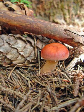 Poisonous fungus clipart