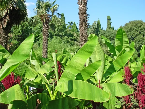 stock image Jungle