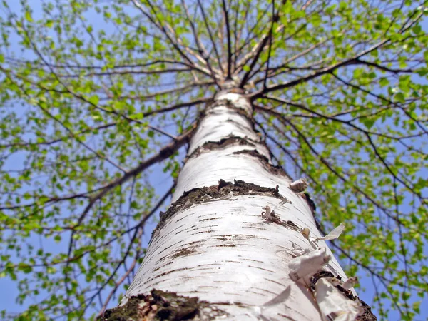Birch white stem — Stock Photo, Image