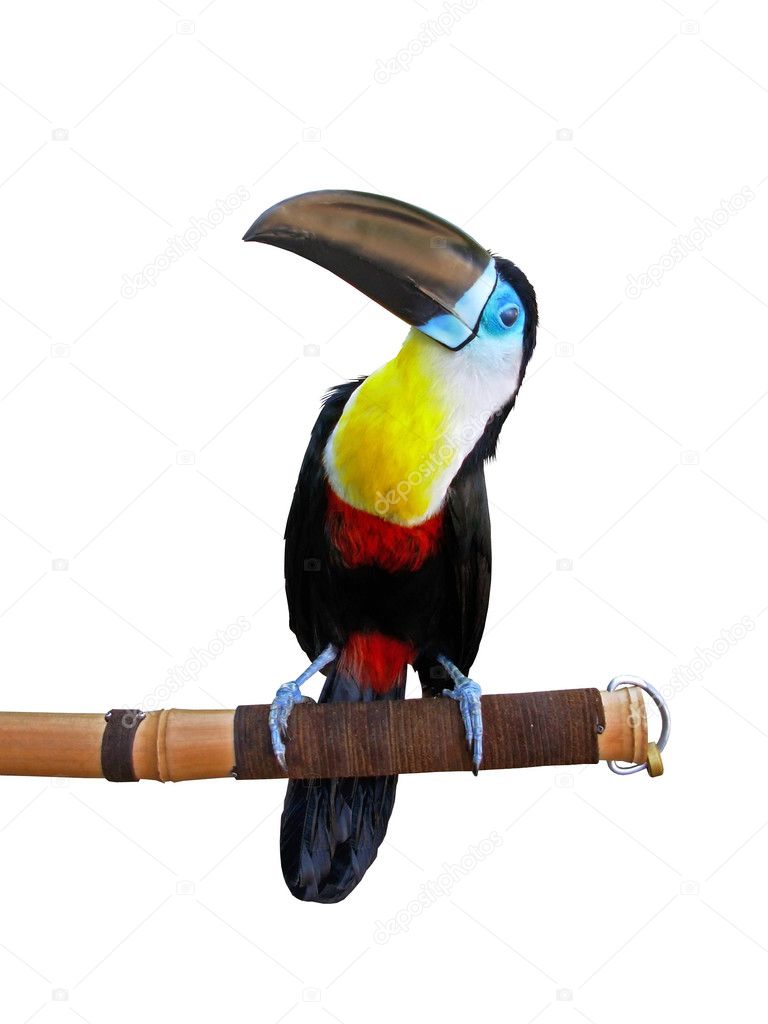 Beautiful toucan isolated on white