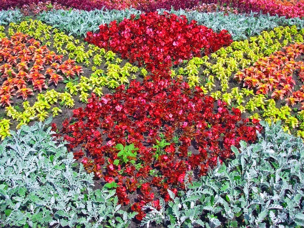 Excellent flower bed — Stock Photo, Image