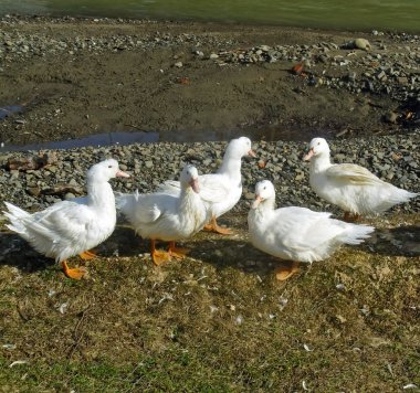 White ducks clipart