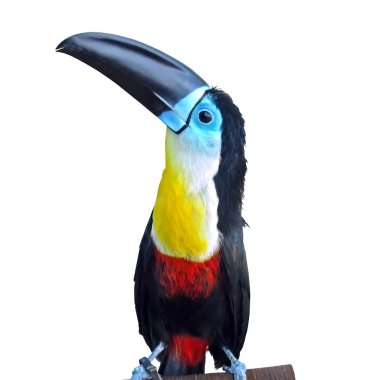 Toucan clipart